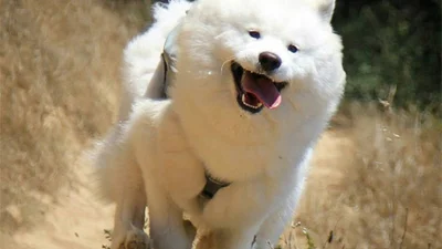 15 білосніжних собачок, перед якими ви не зможете встояти 