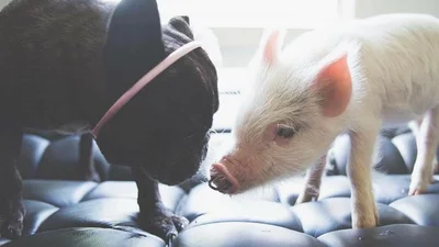 У світі тварин: кумедна свинка думає, що вона собака