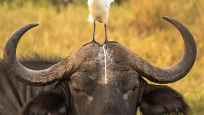 Сміхота: найкумедніші фото тварин 2016