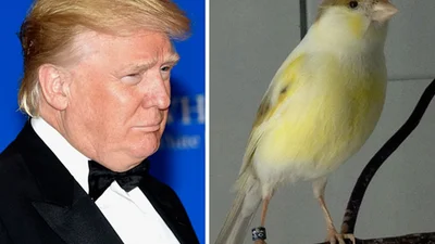 15 речей, на які схожий Дональд Трамп