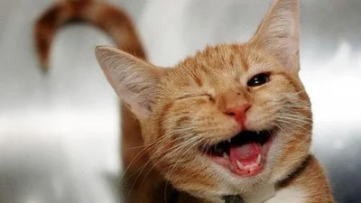 Життя з котом: 8 ілюстрацій, які ти точно впізнаєш