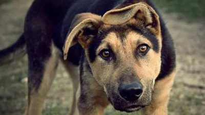 Mannequin Challenge: собака, яка вміє завмирати, підірвала мережу