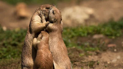 20 тварин, які не можуть жити без поцілунків