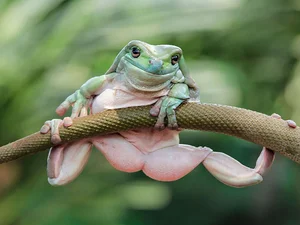 Смішна жаба-акробатка сколихнула інтернет