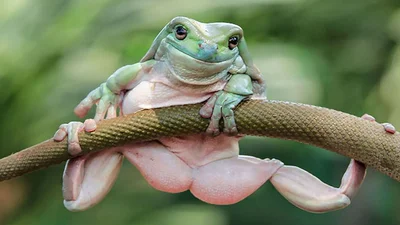 Смішна жаба-акробатка сколихнула інтернет