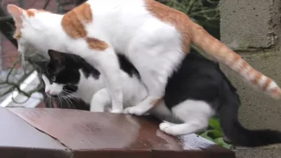 Два незграбні коти розсмішили мережу своїм стрибком