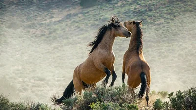 Неймовірні фото дикої природи від ВВС