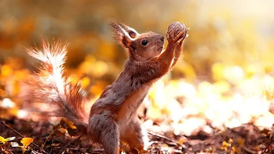 Український фотограф вразив фантастичними знімками тварин