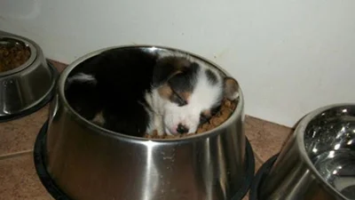 20 милих цуценят, які заснули де завгодно