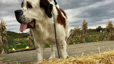 Крихітна собачка використовує сенбернара як свій транспорт