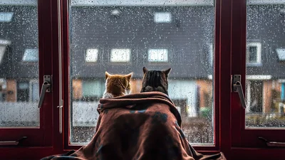 Затишні фото котів, які спостерігають за дощем