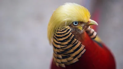 У Китаї знайшли фазана - копію Дональда Трампа 