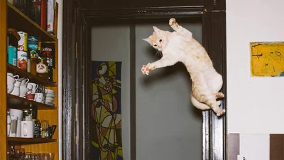 13 кумедних доказів, що коти теж вміють літати