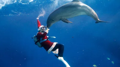 Санта-Клауси заполонили найбільші акваріуми світу