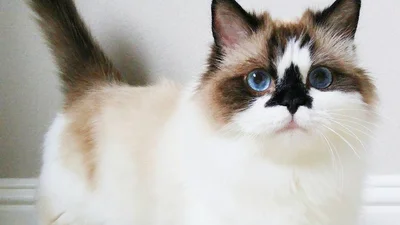 Нова зірка Інстаграму - котик з черепом на носі та короткими лапами