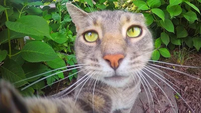 Кіт, який робить селфі з друзями, став хітом інтернету