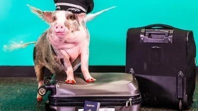 Ця чарівна свинка зустрічає відвідувачів аеропорту Сан-Франциско
