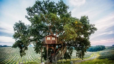 Неймовірно: готель з розкішним краєвидом відкрили на дереві 