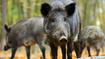 В Польщі бавляться новим трендом - селфі з кабанами