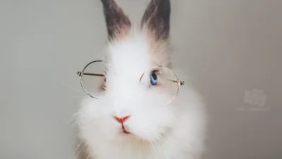 Пухнаста милість: цей кролик розтопить ваше серце