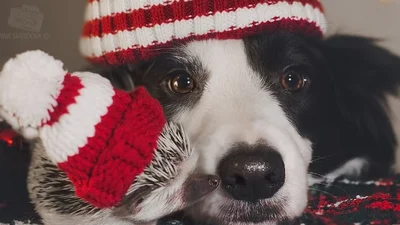 Це любов: мережу підірвала святкова фотосесія їжака та собаки