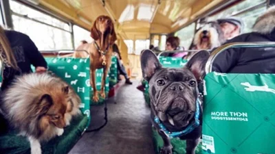Ох уже ці британці: собакам Лондона влаштовують екскурсію на автобусі 