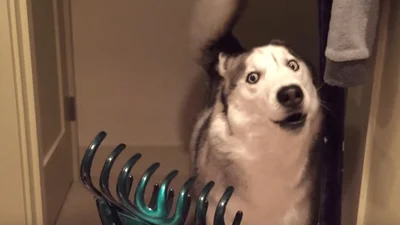 Мережу підірвав хаскі, який боїться шпильок для волосся і Джулію Робертс