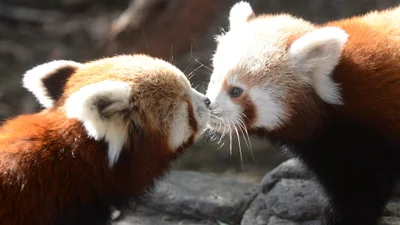 Солодкі поцілунки тварин, які теж готуються до Дня закоханих