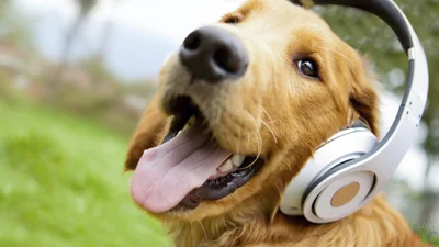 Вчені: собаки люблять слухати конкретні жанри музики