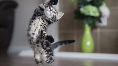 Смішний котик, який танцює під техно, зробить ваш день