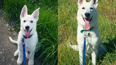 19 фото собак "до і після", які зворушать будь-кого