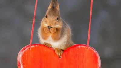 Закохані білки теж святкують День Валентина