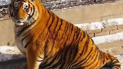 Тигри plus-size: мережа сміється з розгодованих хижаків