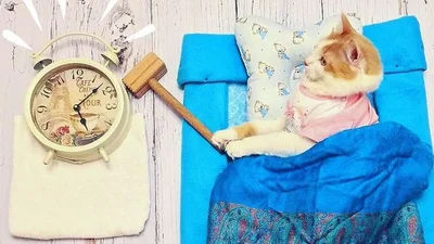 Рудий Кузя - кумедний кіт, який шукає пригод