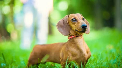 8 шокуючих фото, які покажуть еволюцію собак за останнє століття