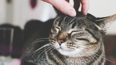 10 доказів того, що котики кращі за людей