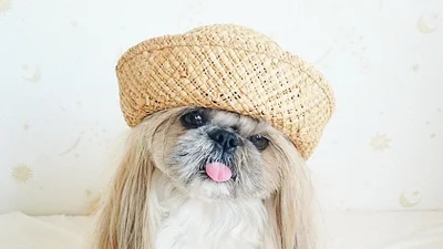 Ці песики добре знають, що таке стильний образ