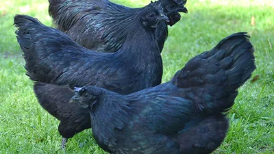 Готичні кури: повністю чорні птахи, які шокують своїм виглядом