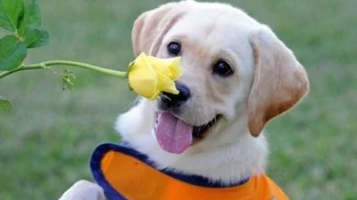 14 милих пухнастиків, які зроблять твій день