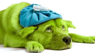 Справжня рідкість: у Великобританії народилось "зелене" цуценя