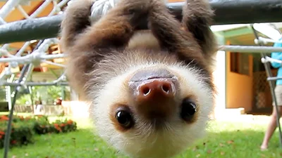 Кумедні крихітні лінивці змусять вас сьогодні посміхнутися