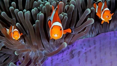 Танцюючий восьминіг та екзотичні риби: показали переможців конкурсу підводної фотографії