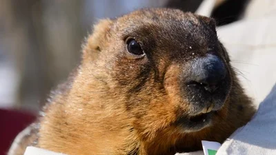 Нарешті весна: бабак Тимко розказав, коли в Україну прийде тепло