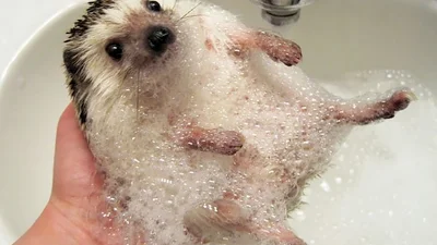 Милі та кумедні їжачки, які точно розтоплять ваше серце