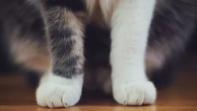 18 пухнастих фото, які змусять вас посміхнутися