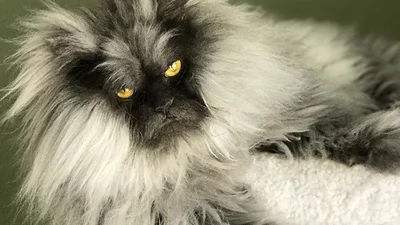 Зірка мережі: сердитий кіт Джуно, якому на вас начхати