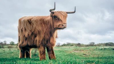 Світ сходить з розуму: художник створив тварин кубічної форми