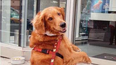 Веселий песик з Нью-Йорку підкорив мережу теплими обіймами