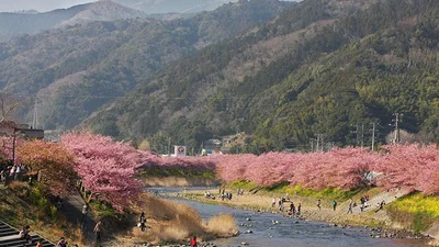 В Японії почали цвісти перші сакури і це неймовірно красиво