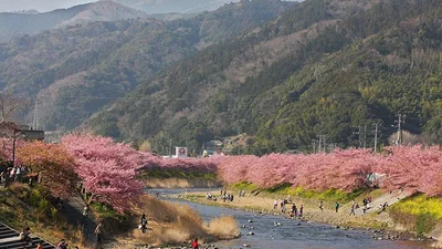 В Японії почали цвісти перші сакури і це неймовірно красиво